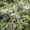 Abelia Grandiflora Hopley's - Abélia à Grandes Fleurs