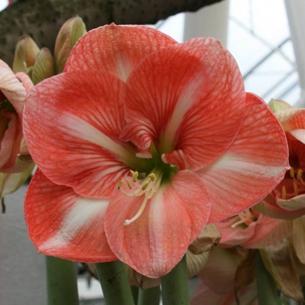 Amaryllis Faro* 1 Amaryllis Faro*