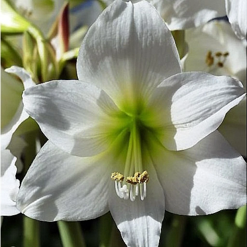 Amaryllis Pluriflore White Garden - Hippeastrum 1 Amaryllis Pluriflore White Garden - Hippeastrum