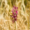 Anacamptis Sancta, Orchis Sacré - Orchidée Vivace