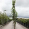 Betula Pendula Fastigiata - Bouleau Fastigié