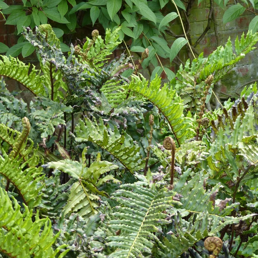 Blechnum Chilense 1 Blechnum Chilense