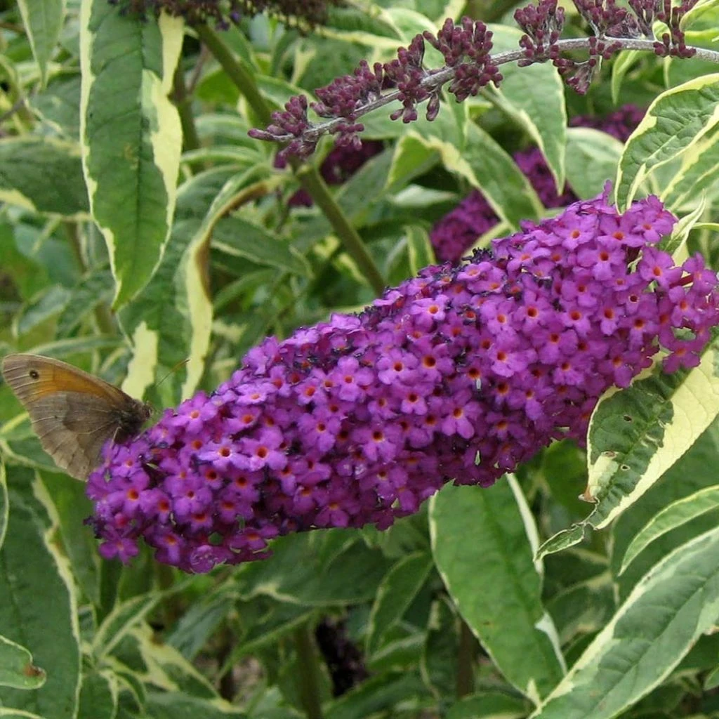 Buddleia Davidii Harlequin - Arbre à Papillons Panaché 1 Buddleia Davidii Harlequin - Arbre à Papillons Panaché