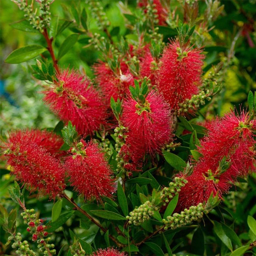 Callistemon (x) Laevis 1 Callistemon (x) Laevis