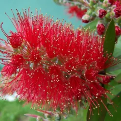 Callistemon Masotti Mini Red - Rince Bouteille