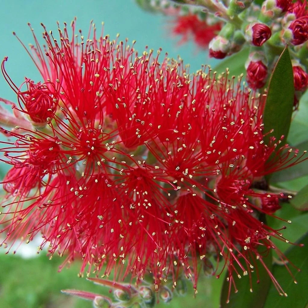 Callistemon Masotti Mini Red - Rince Bouteille 1 Callistemon Masotti Mini Red - Rince Bouteille