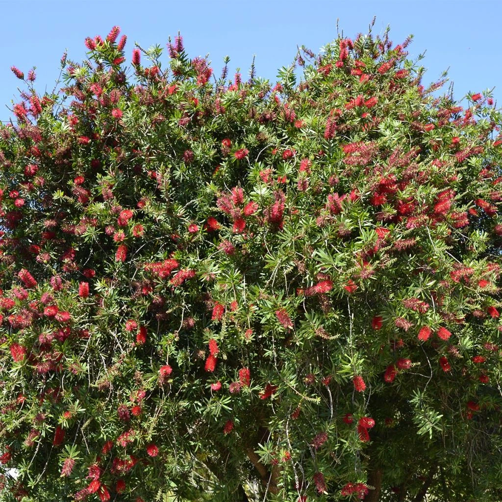 Callistemon Rigidus - Rince-bouteille 1 Callistemon Rigidus - Rince-bouteille