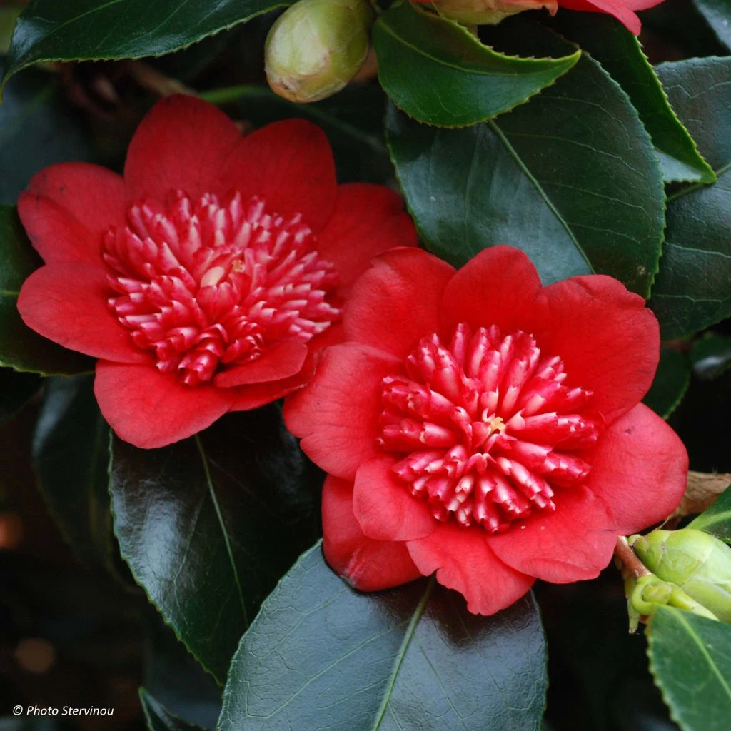 Camelia Bob's Tinsie - Camellia Japonica 1 Camelia Bob's Tinsie - Camellia Japonica