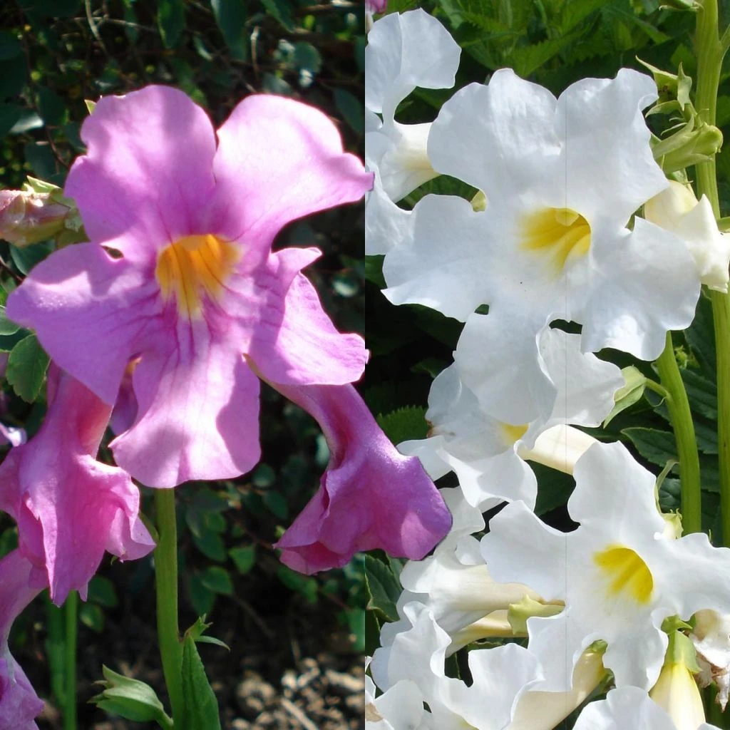 Collection Incarvilleas 1 Collection Incarvilleas