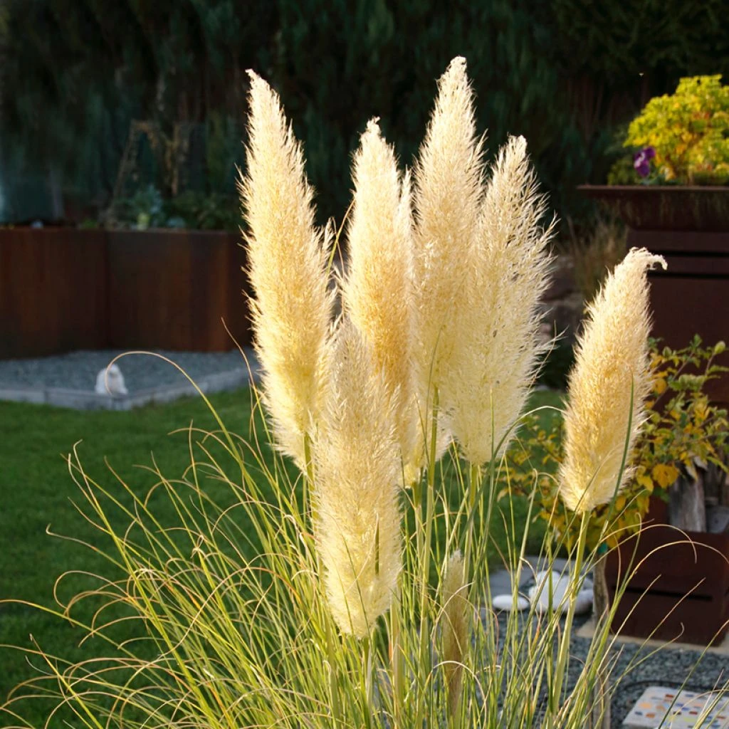 Cortaderia Selloana Mini Pampas - Herbe De La Pampa 1 Cortaderia Selloana Mini Pampas - Herbe De La Pampa