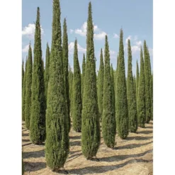 Cupressus Sempervirens Garda - Cyprès D'Italie, De Provence