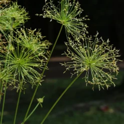 Cyperus Prolifer - Papyrus Nain