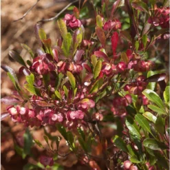 Dodonaea Viscosa Purpurea - Dodonée Visqueuse