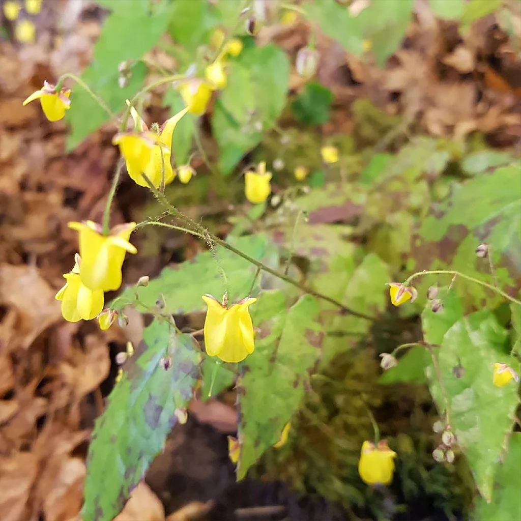 Devant -Epanouie Magasin Epimedium hybride Sunny and Share Fleur des Elfes V 18163 1