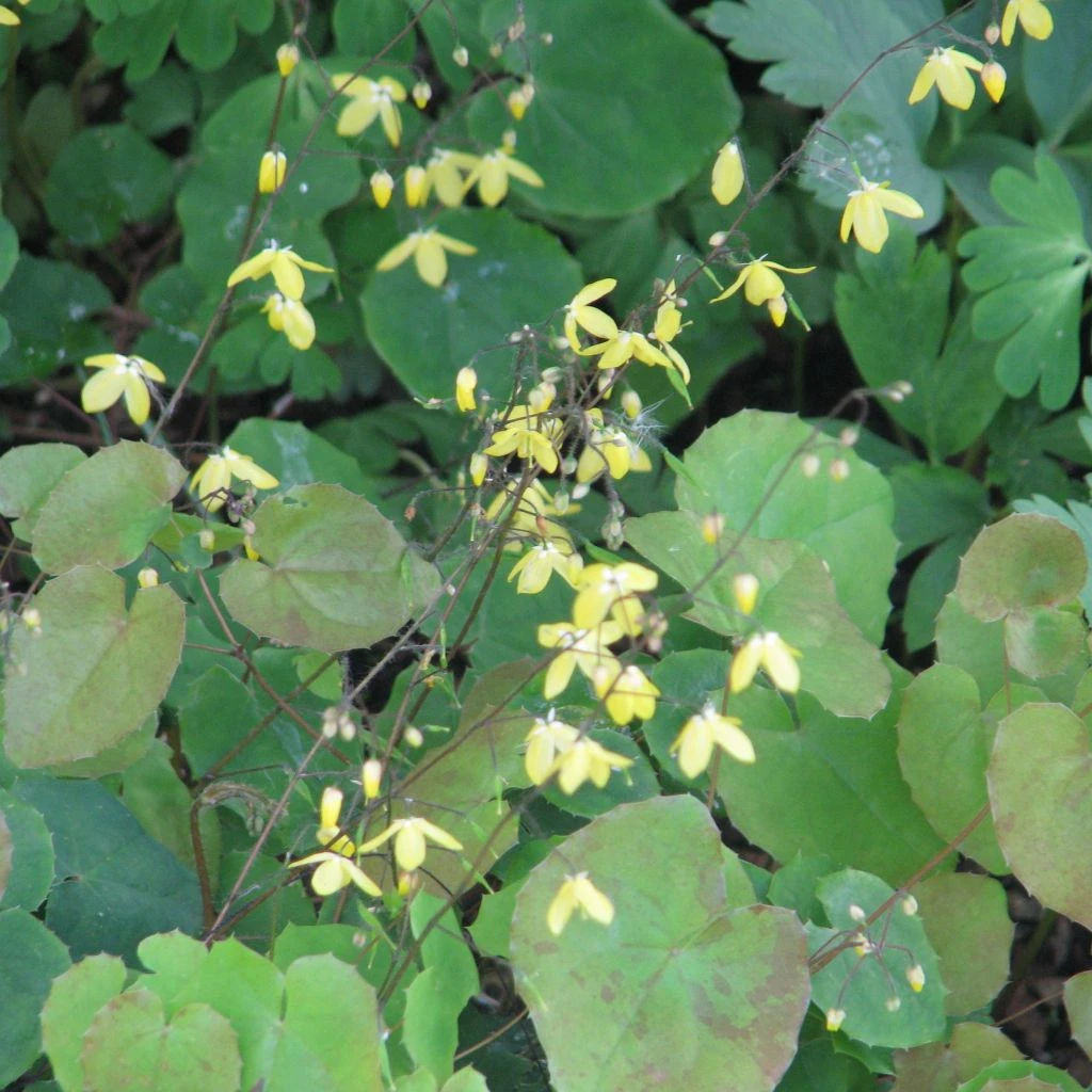 Epimedium Platypetalum, Fleur Des Elfe 1 Epimedium Platypetalum, Fleur Des Elfe