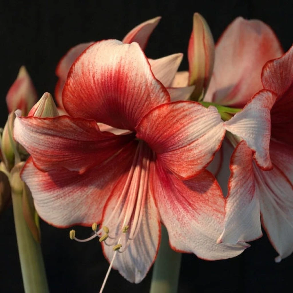 Amaryllis Charisma 1 Amaryllis Charisma