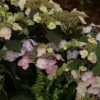 Hortensia - Hydrangea Macrophylla Blueberry Cheesecake
