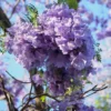 Jacaranda Mimosifolia - Flamboyant Bleu