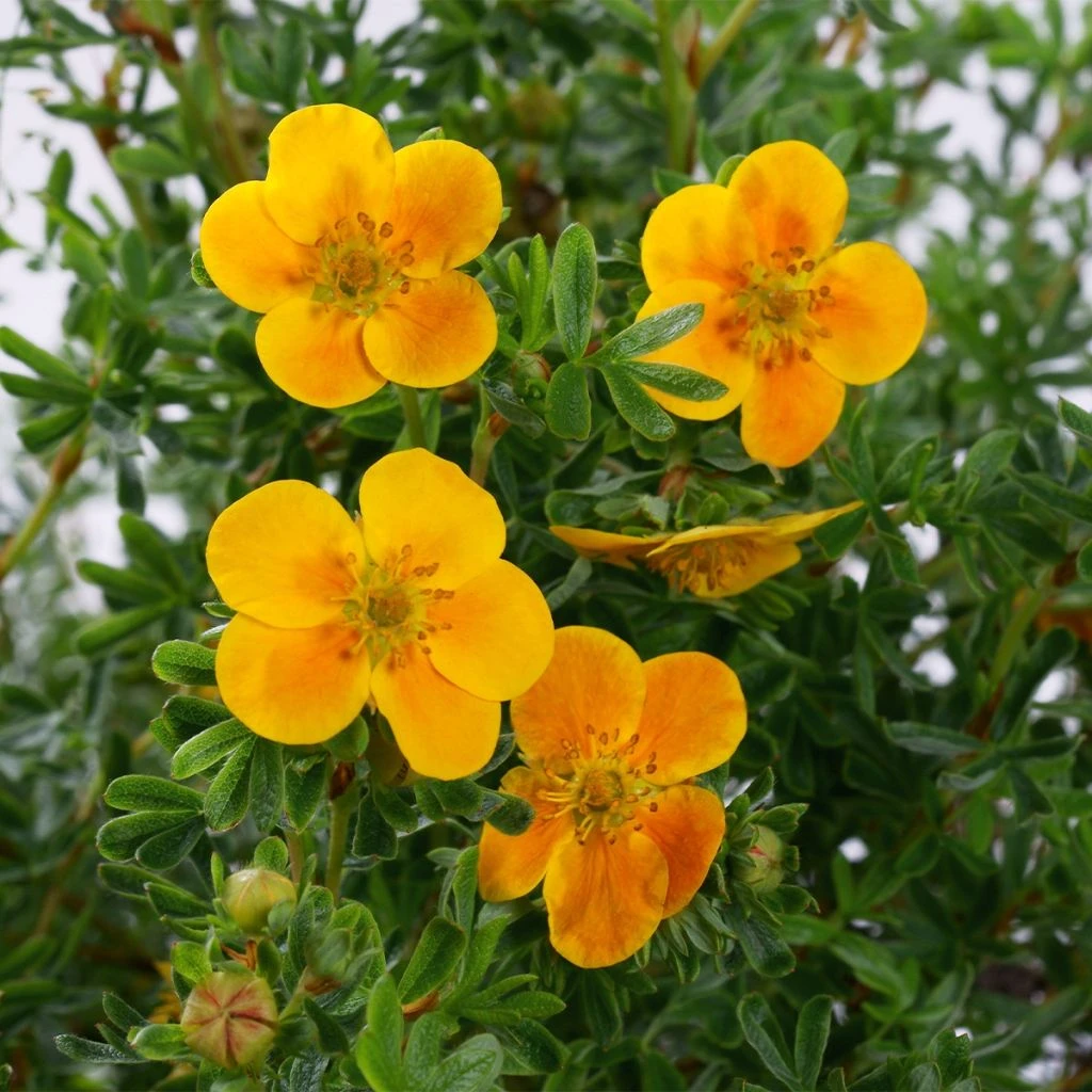 Potentilla Fruticosa Mandarin Tango - Potentille Arbustive 1 Potentilla Fruticosa Mandarin Tango - Potentille Arbustive