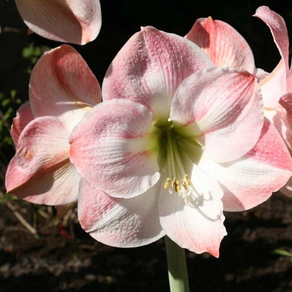 Amaryllis Apple Blossom 1 Amaryllis Apple Blossom