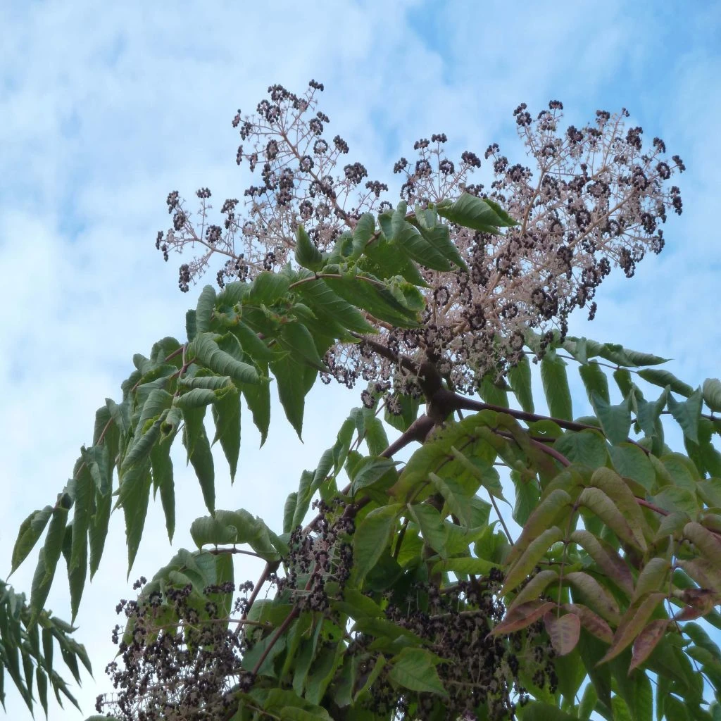 Aralia Elata - Angélique En Arbre Du Japon 1 Aralia Elata - Angélique En Arbre Du Japon