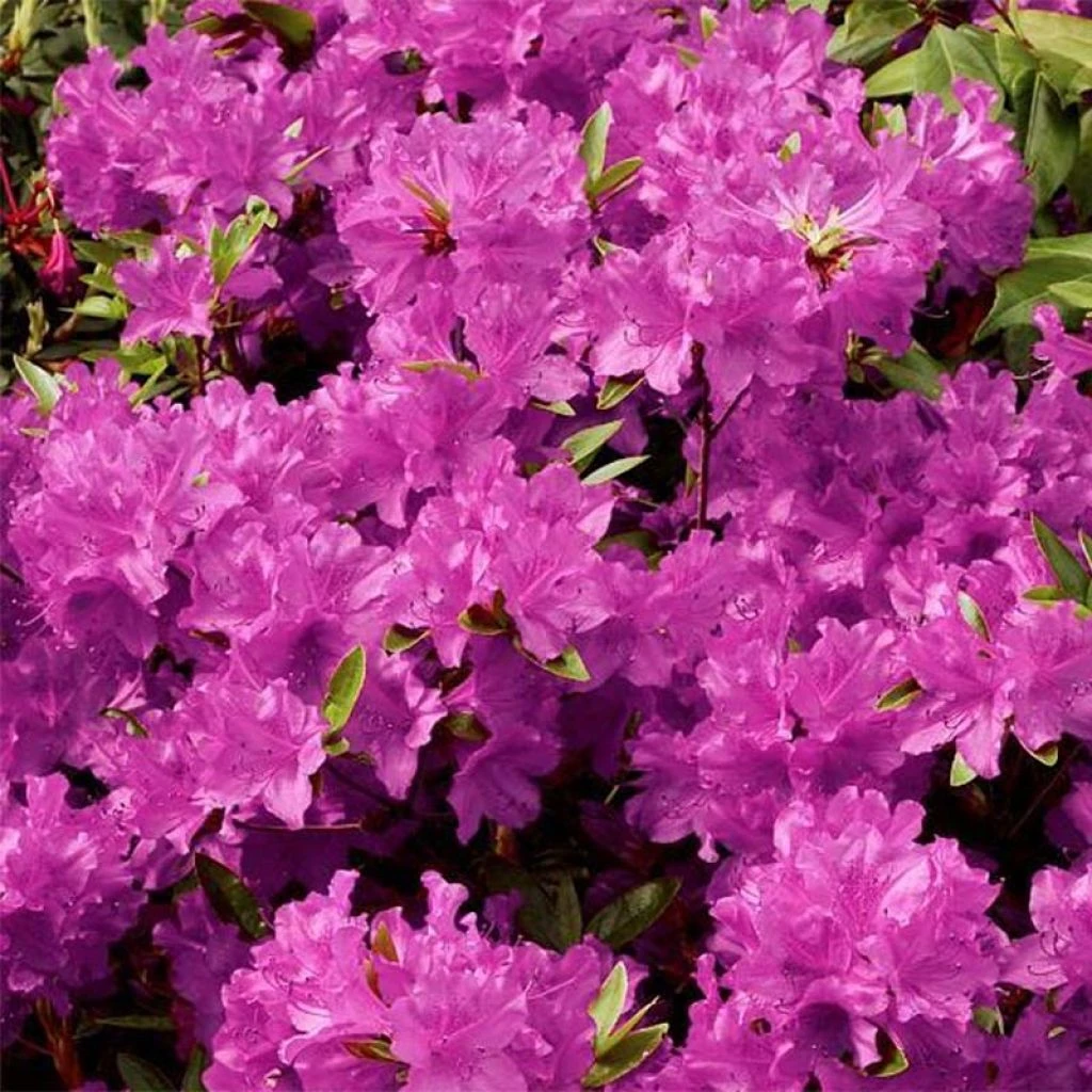 Azalée Du Japon Purple Splendor - Rhododendron Hybride 1 Azalée Du Japon Purple Splendor - Rhododendron Hybride