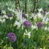 Collection Allium & Iris De Hollande