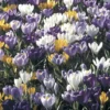 Collection 100 Crocus Grandes Fleurs Mammouth