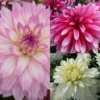 Collection Dahlias Nains Gallery