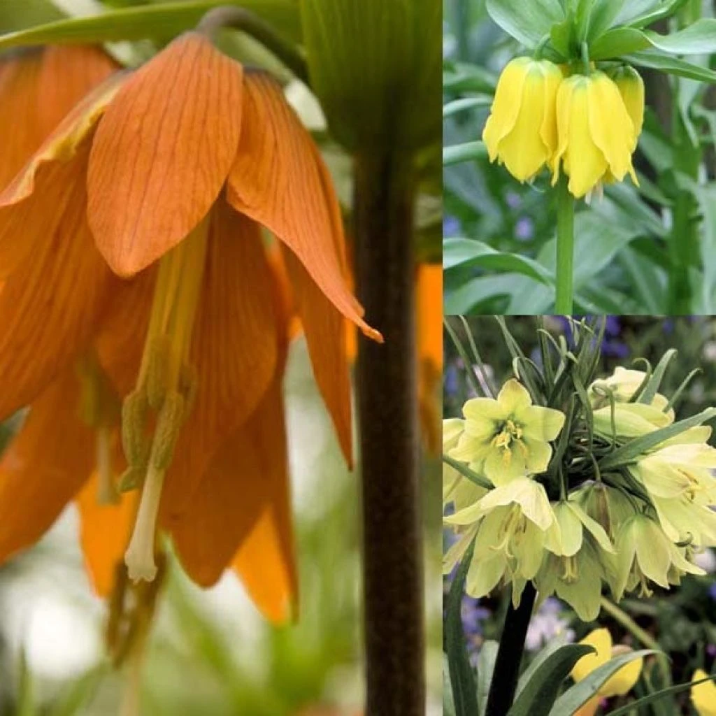 Collection Fritillaires Impériales 1 Collection Fritillaires Impériales