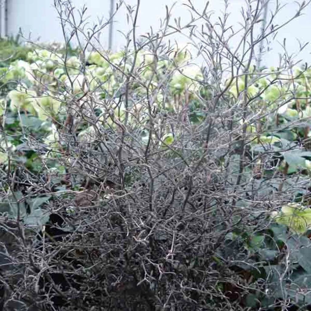 Corokia Cotoneaster 1 Corokia Cotoneaster