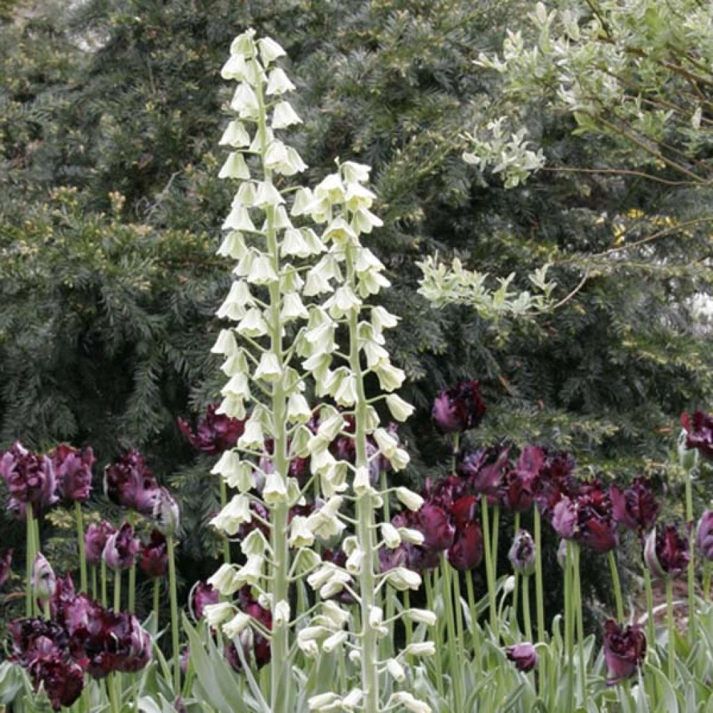 Fritillaria Persica Ivory Bells - Fritillaire De Perse 1 Fritillaria Persica Ivory Bells - Fritillaire De Perse